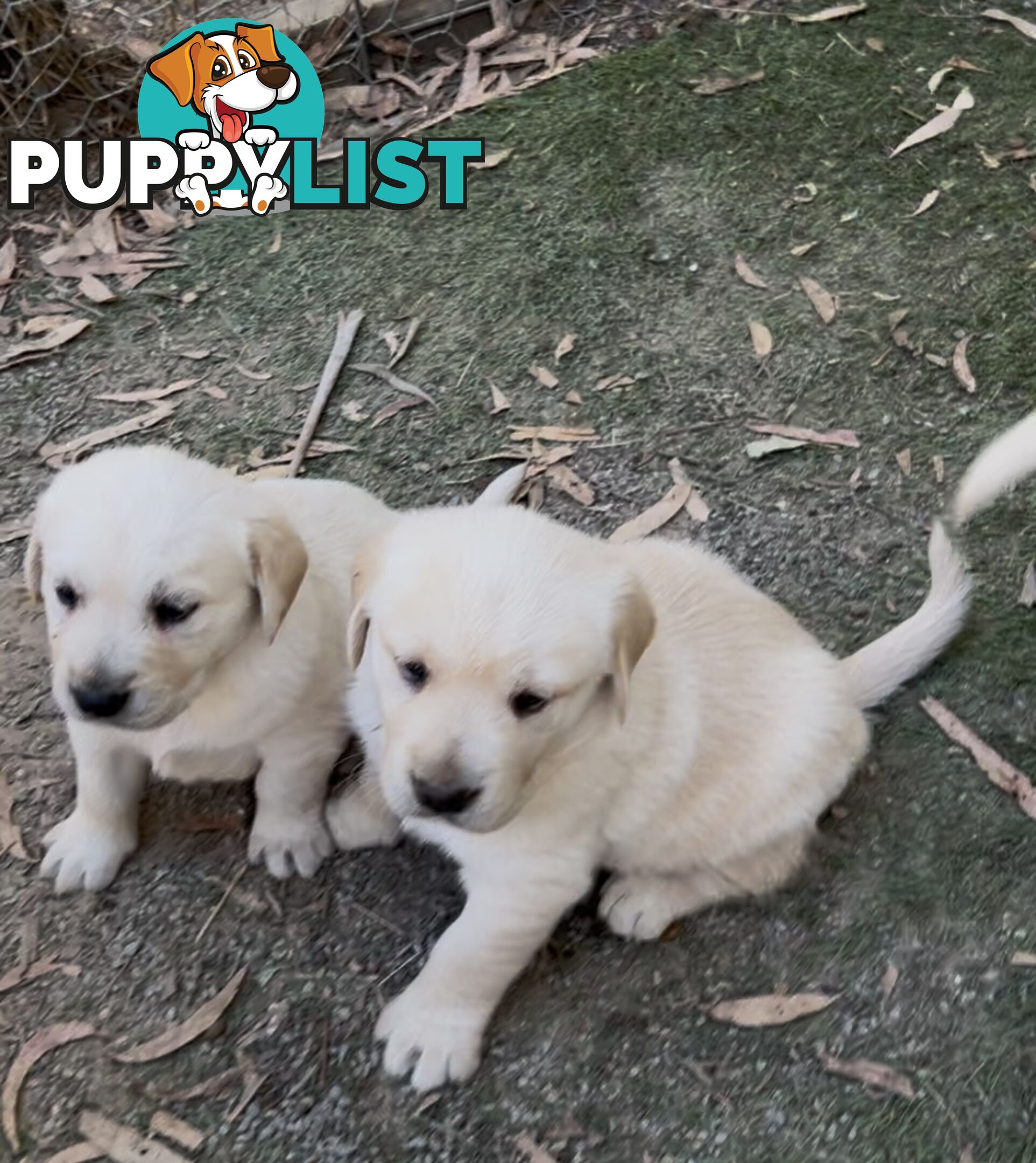 Golden retriever x labradors