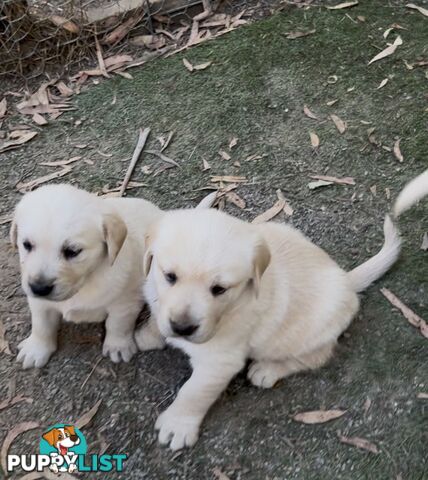 Golden retriever x labradors