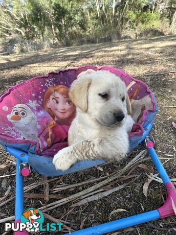 Goldadors - golden retriever x  golden lab