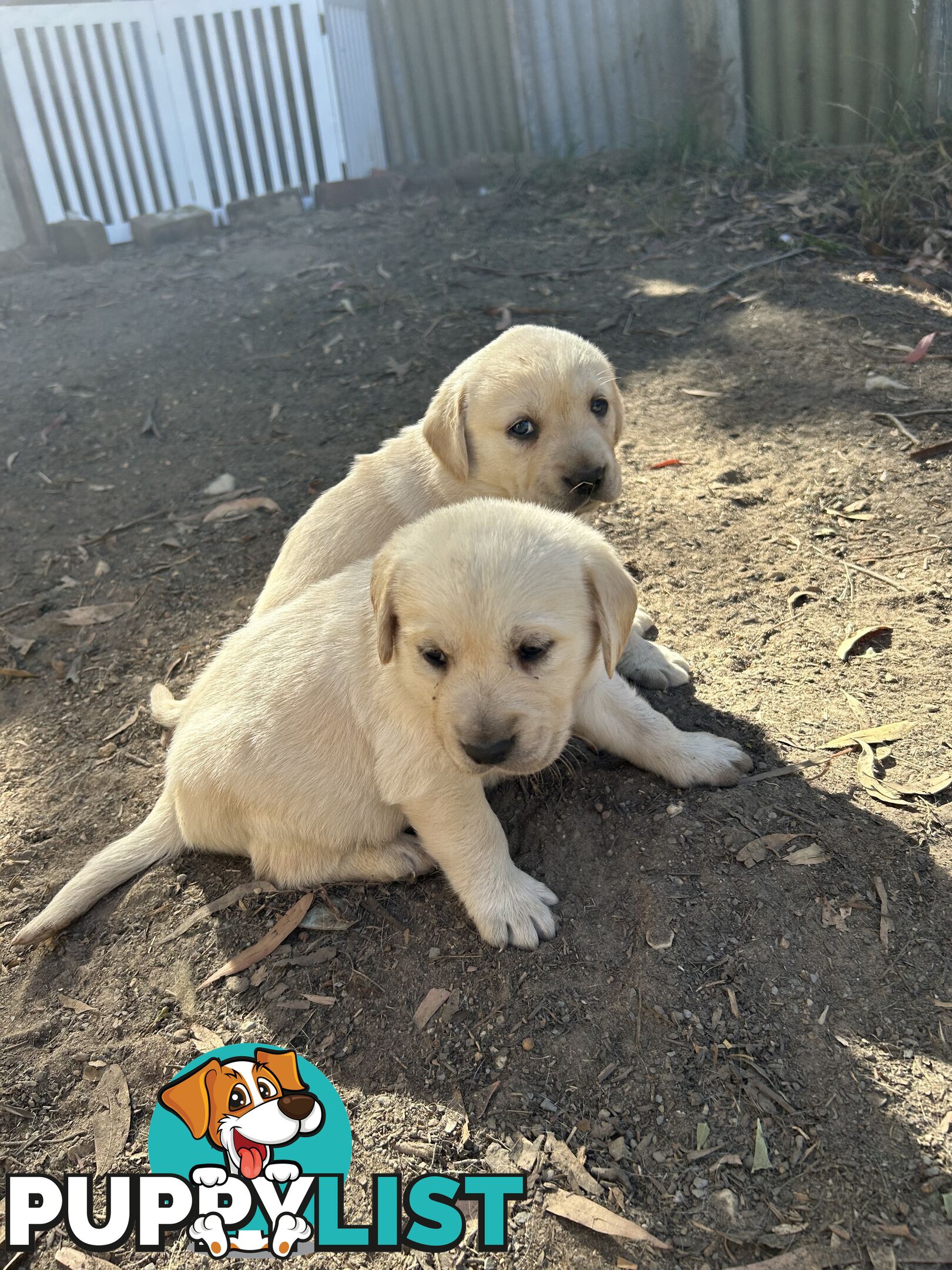 Golden retriever x labradors