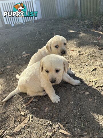 Golden retriever x labradors