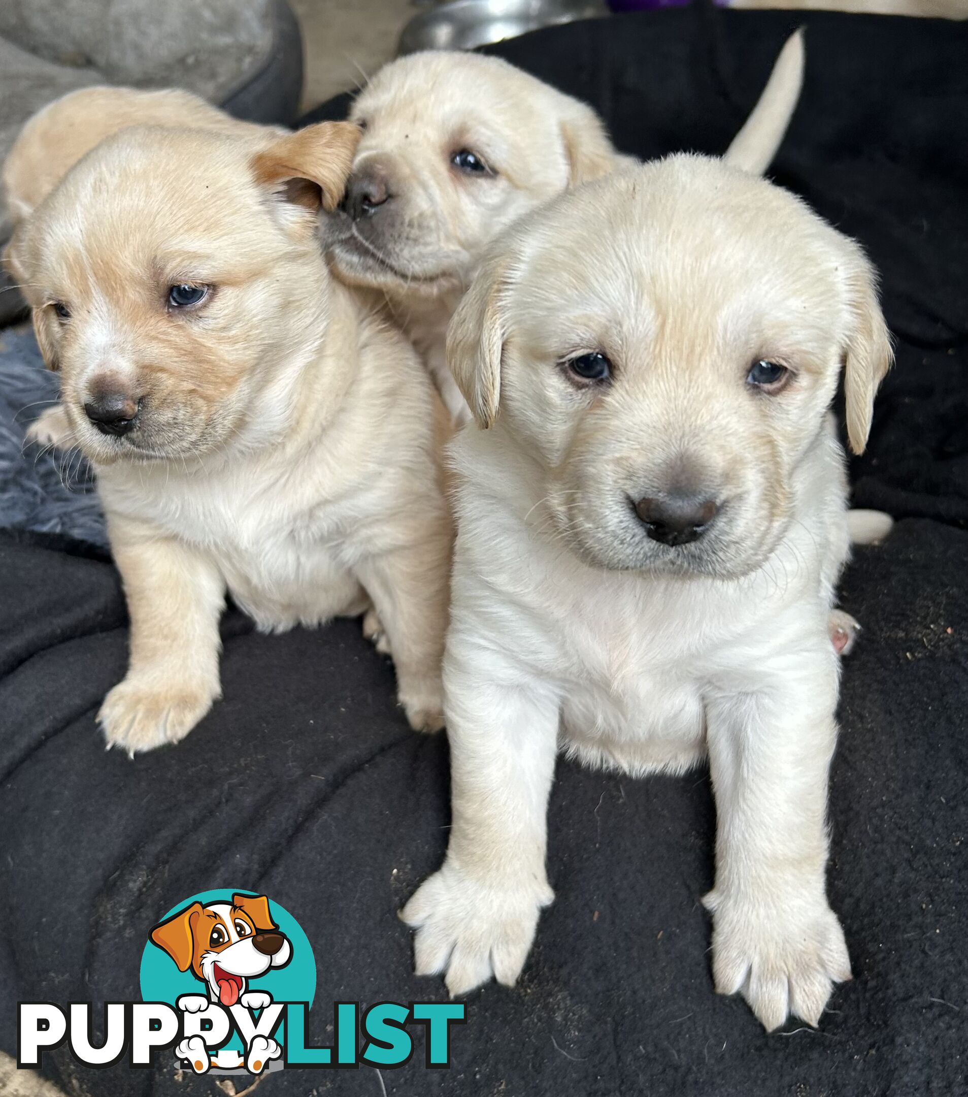 Golden retriever x labradors