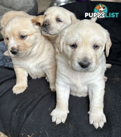 Golden retriever x labradors