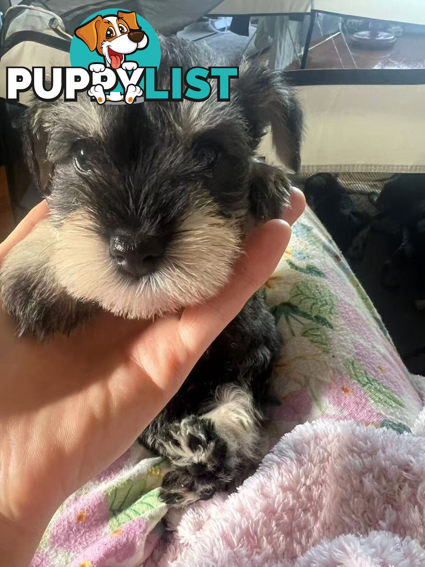 Miniature Schnauzer Puppies