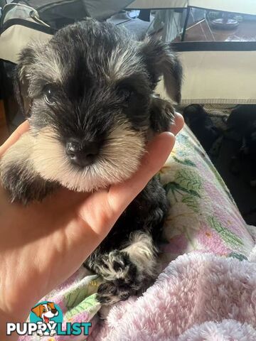 Miniature Schnauzer Puppies