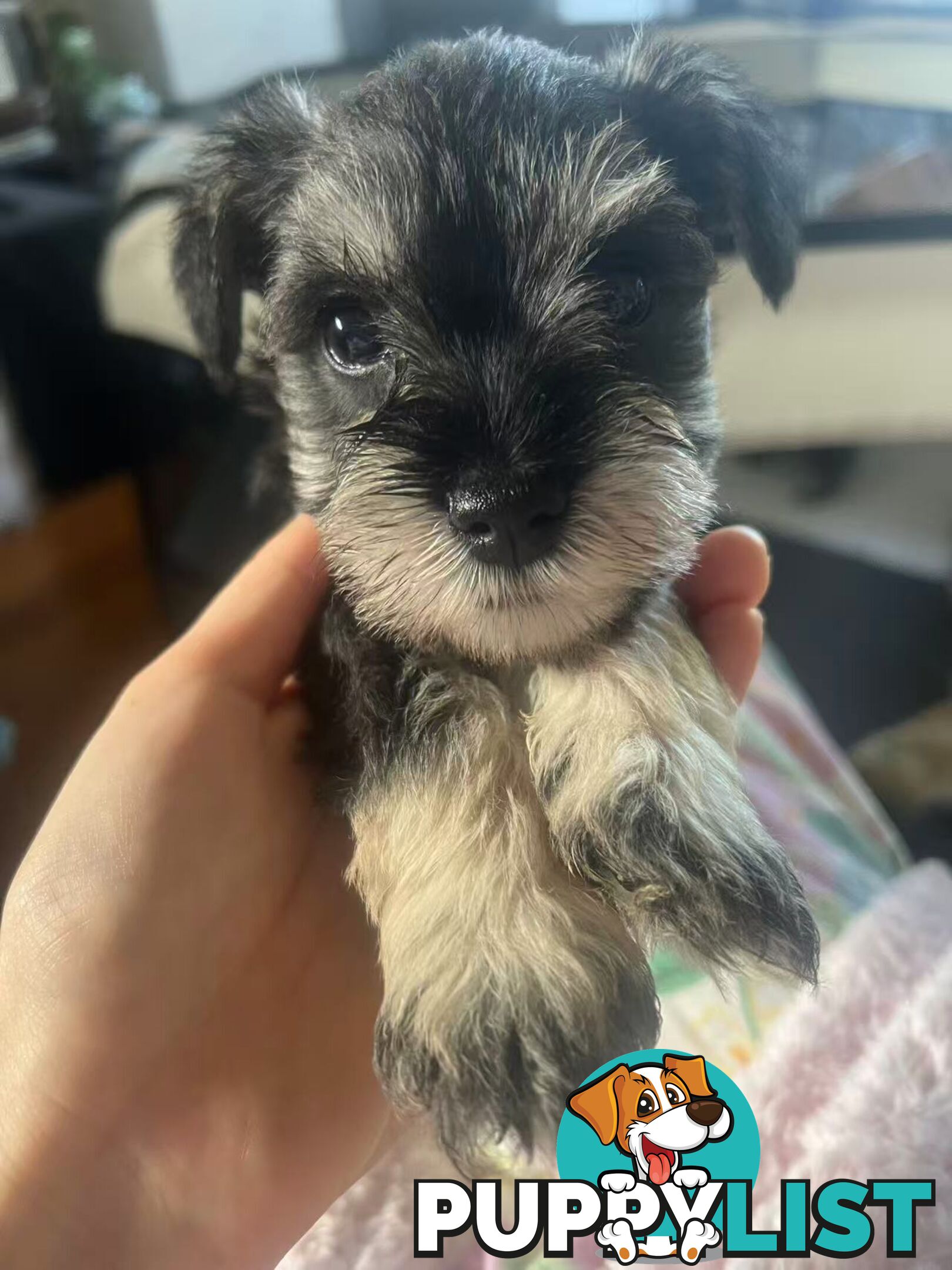 Miniature Schnauzer Puppies