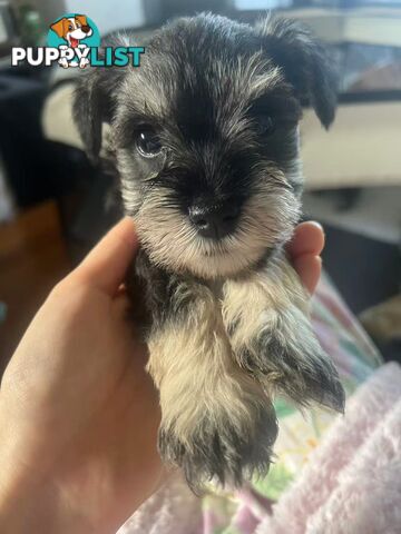Miniature Schnauzer Puppies