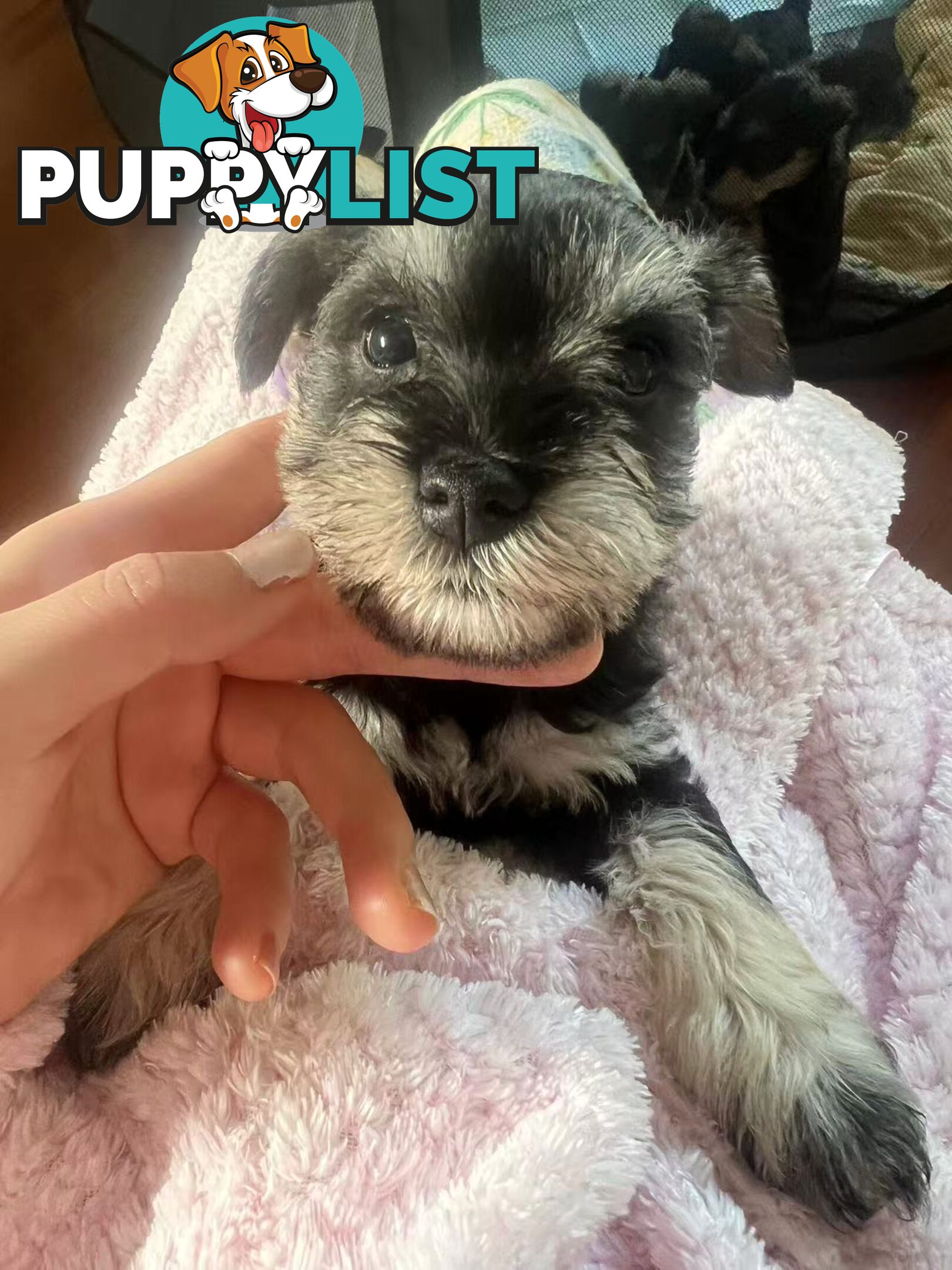 Miniature Schnauzer Puppies
