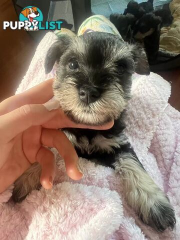 Miniature Schnauzer Puppies
