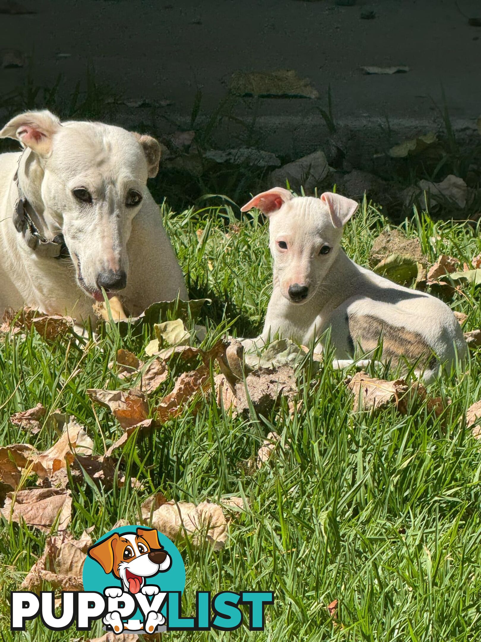 Purebred Whippet Puppies