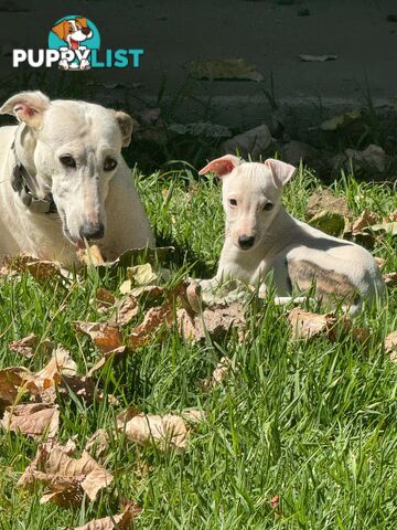 Purebred Whippet Puppies