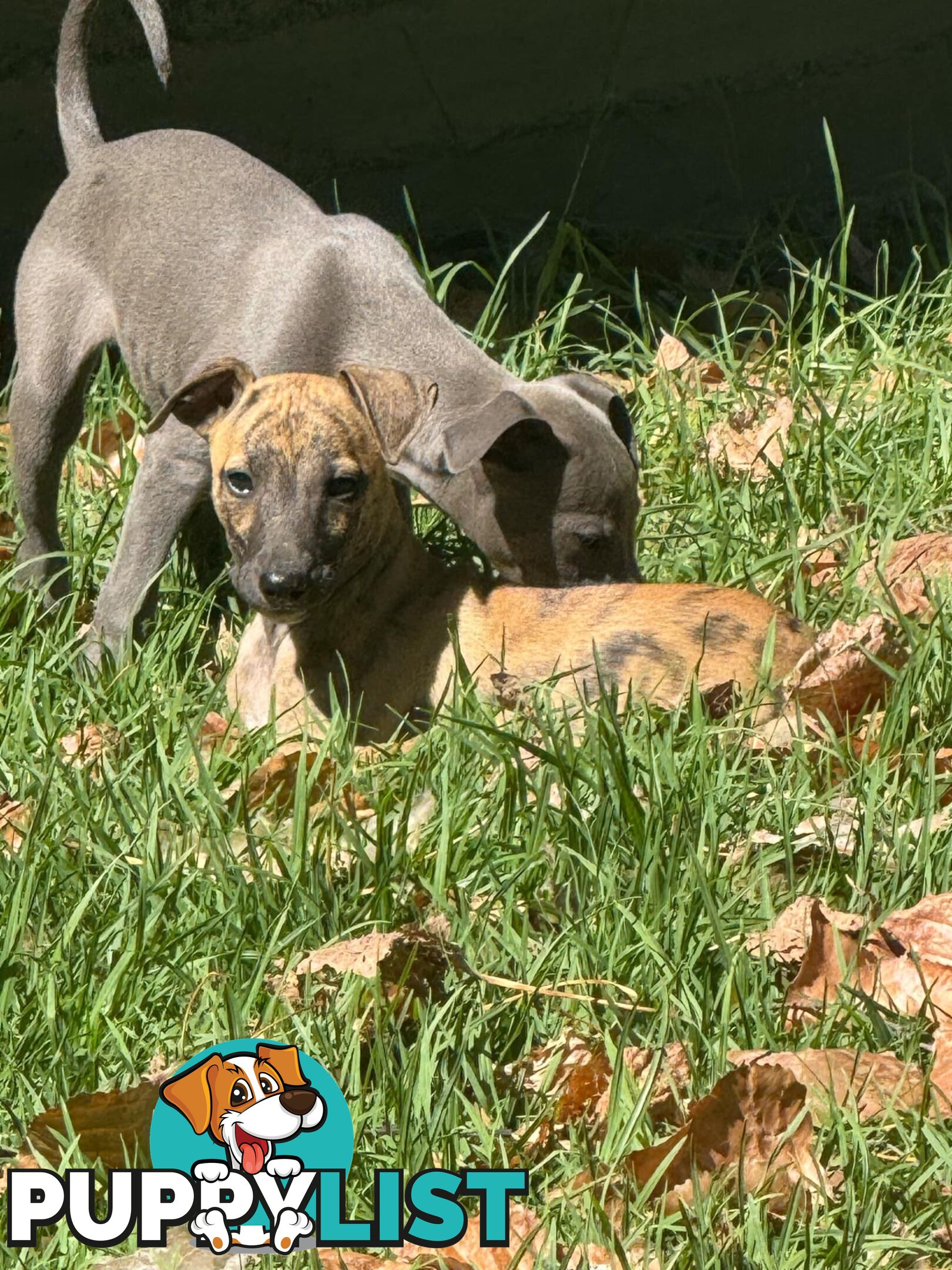 Purebred Whippet Puppies