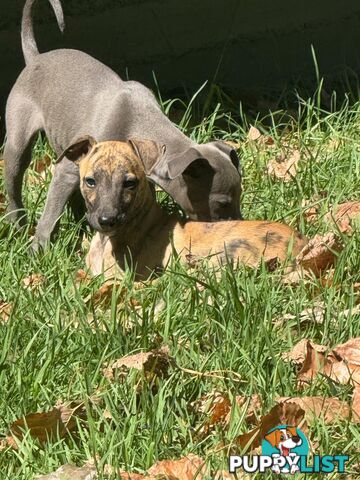 Purebred Whippet Puppies