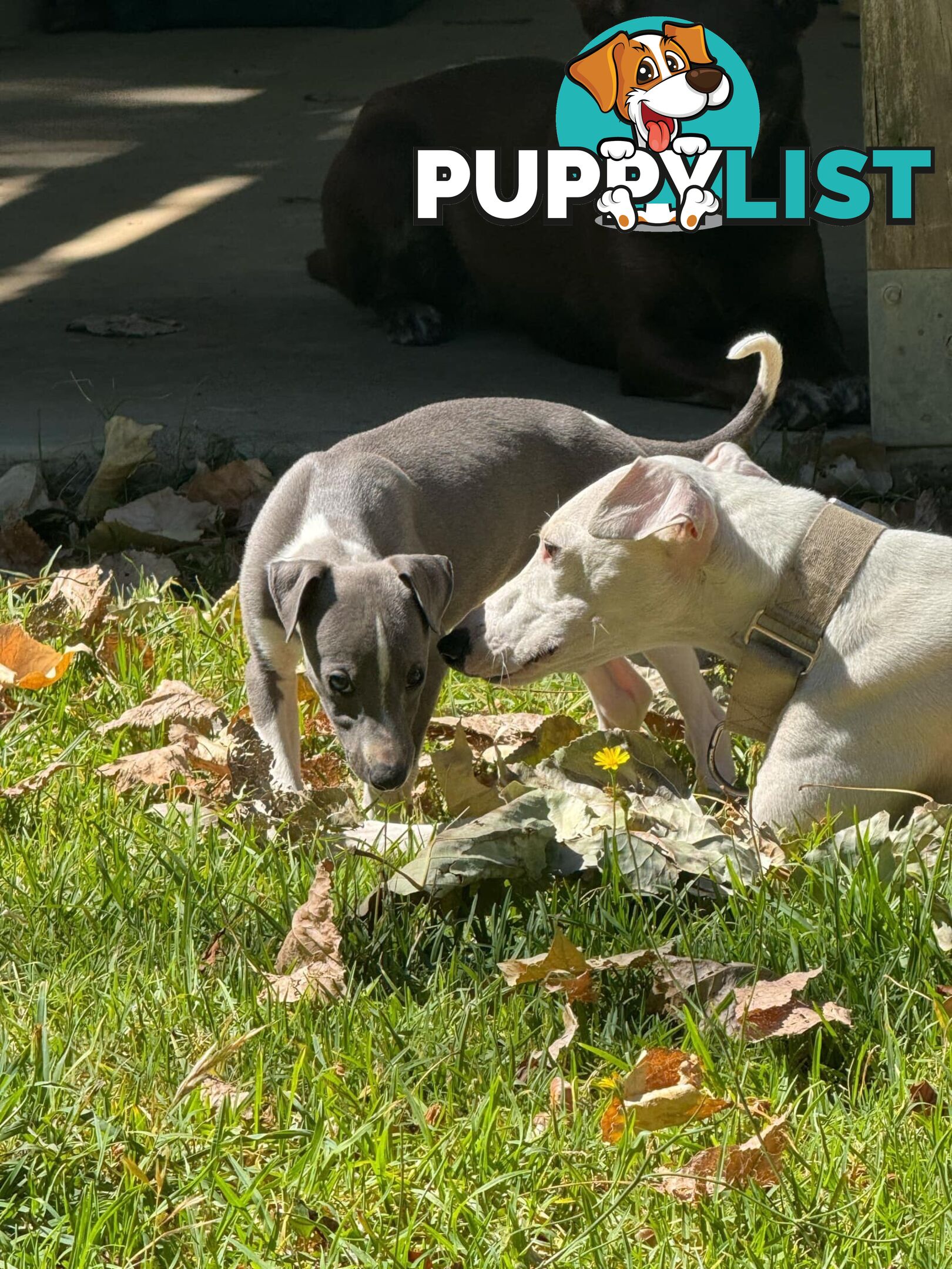 Purebred Whippet Puppies