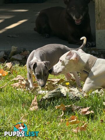 Purebred Whippet Puppies