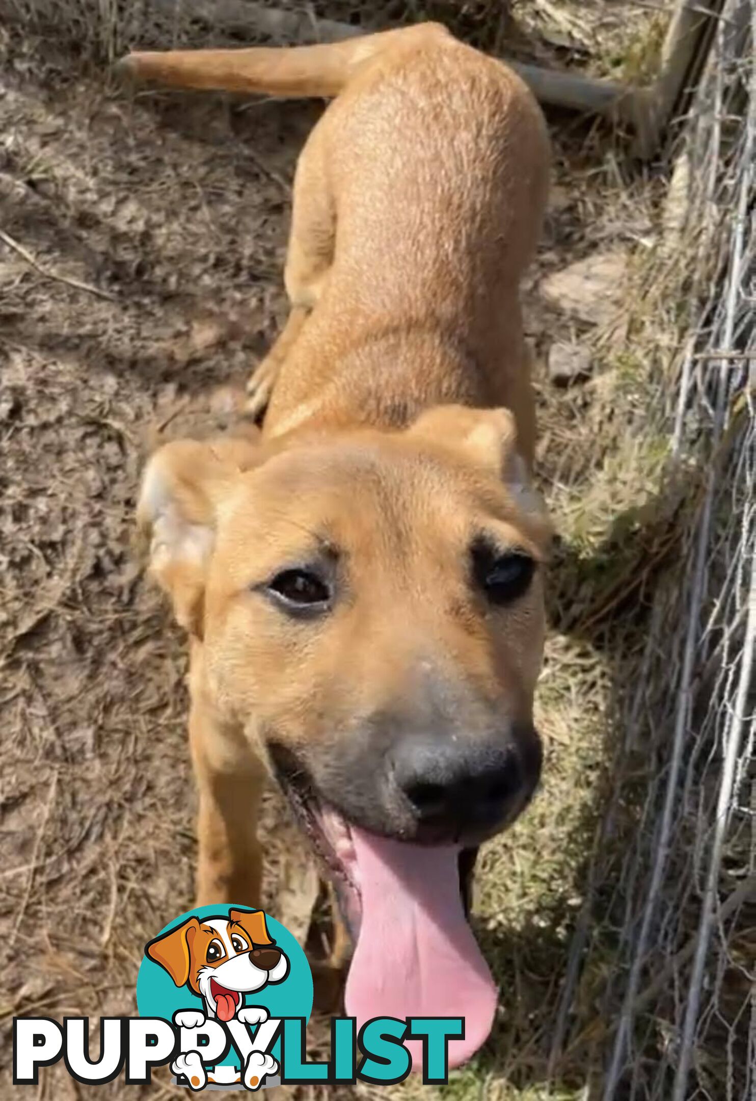 2 Rhodesian Ridgeback X Dingo puppies for sale