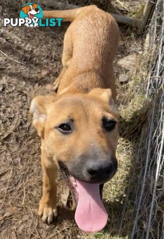 2 Rhodesian Ridgeback X Dingo puppies for sale