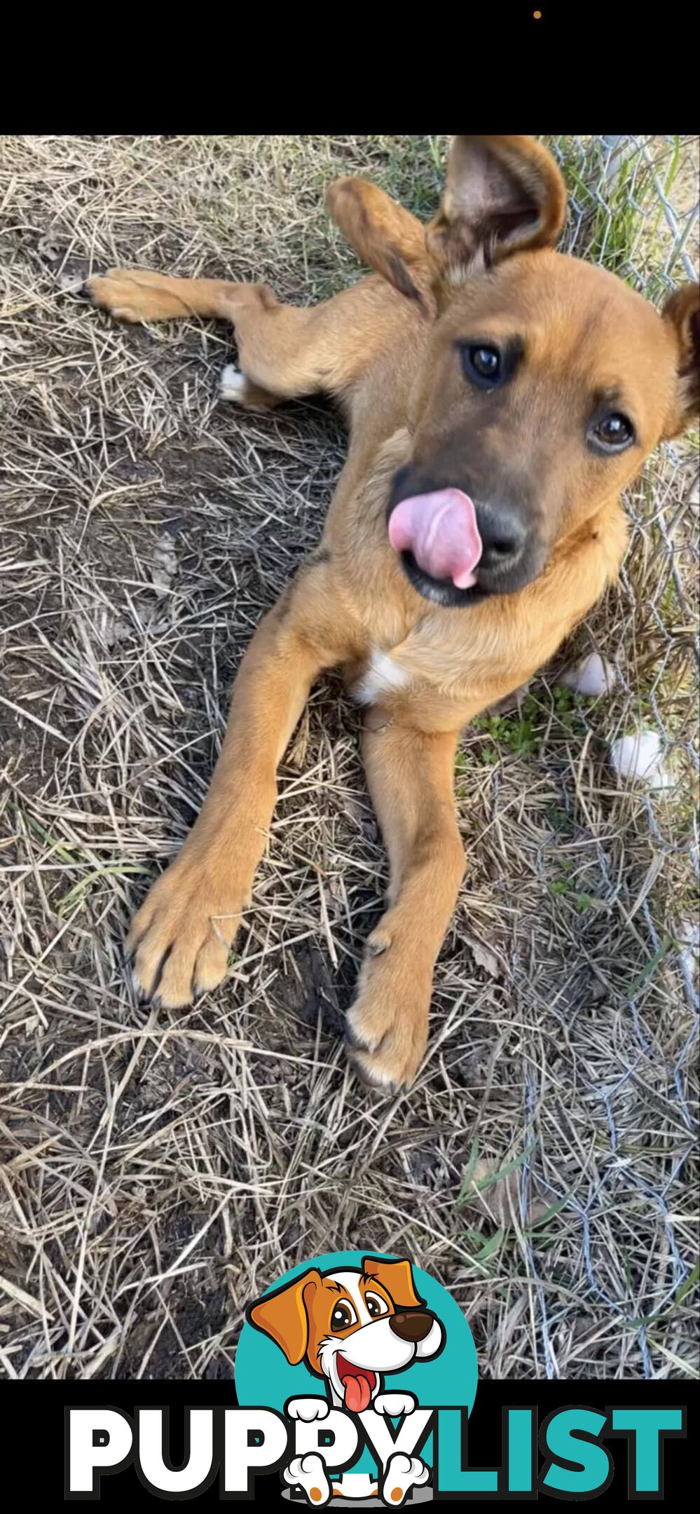 2 Rhodesian Ridgeback X Dingo puppies for sale