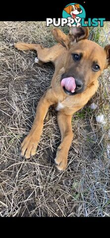 2 Rhodesian Ridgeback X Dingo puppies for sale