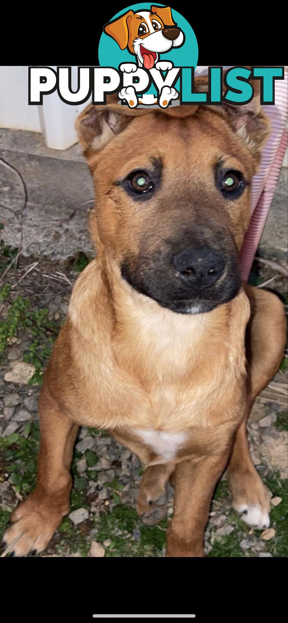 2 Rhodesian Ridgeback X Dingo puppies for sale