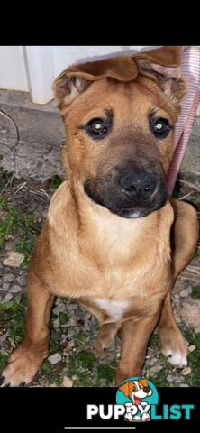 2 Rhodesian Ridgeback X Dingo puppies for sale