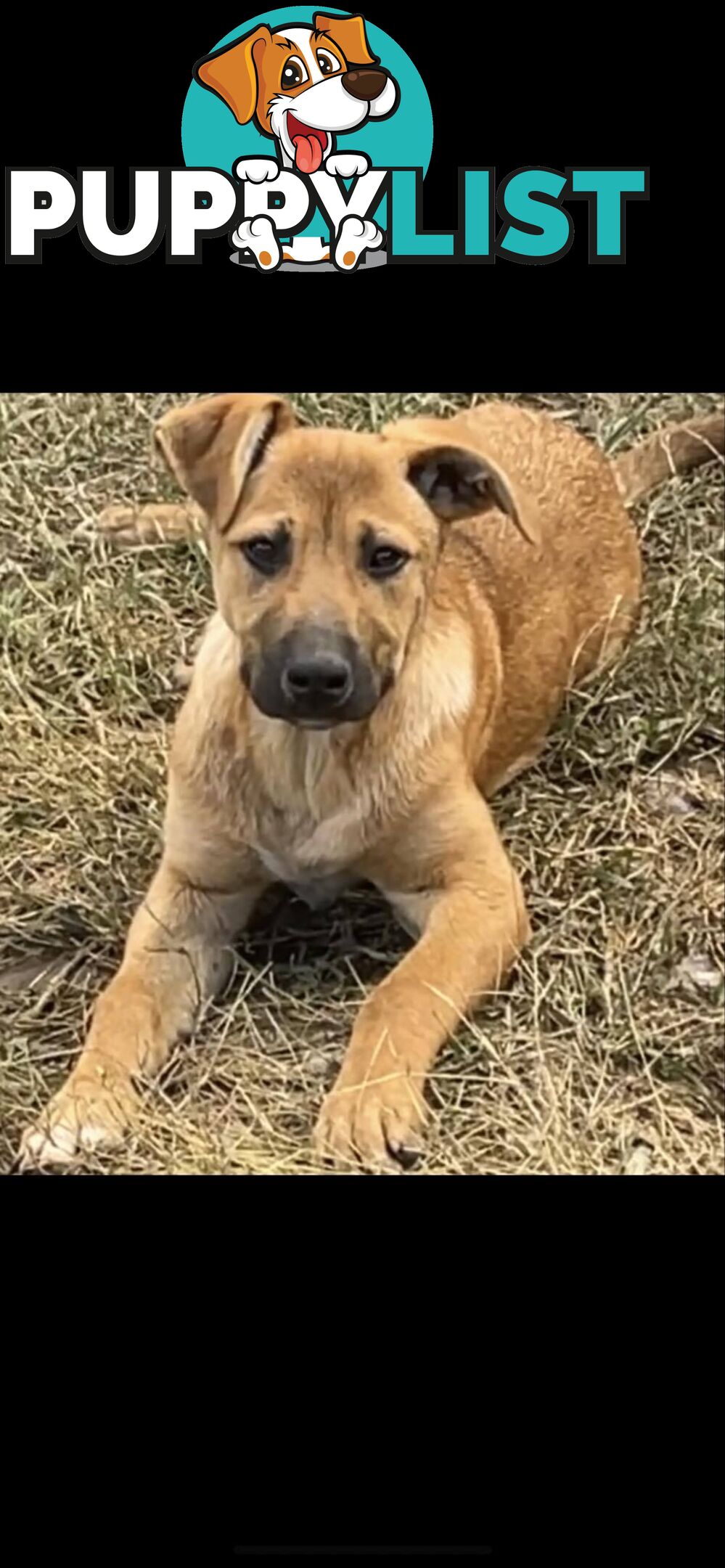 2 Rhodesian Ridgeback X Dingo puppies for sale