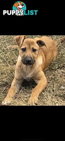 2 Rhodesian Ridgeback X Dingo puppies for sale