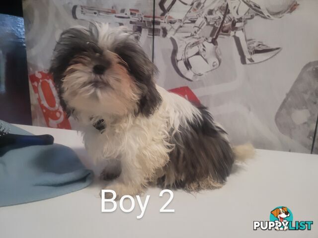 Purebred Shih Tzu puppies for sale