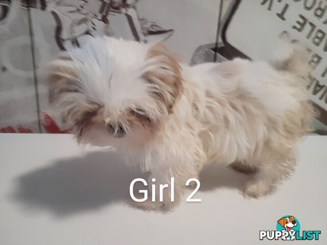 Purebred Shih Tzu puppies for sale