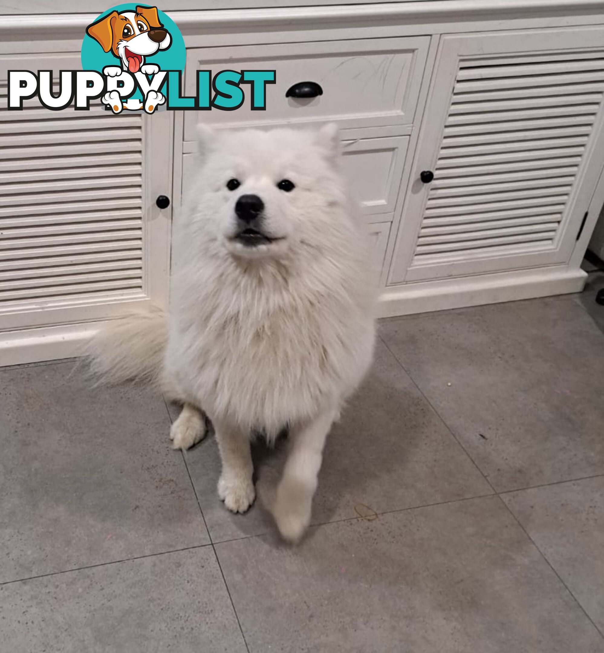 Male Samoyed