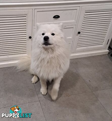 Male Samoyed