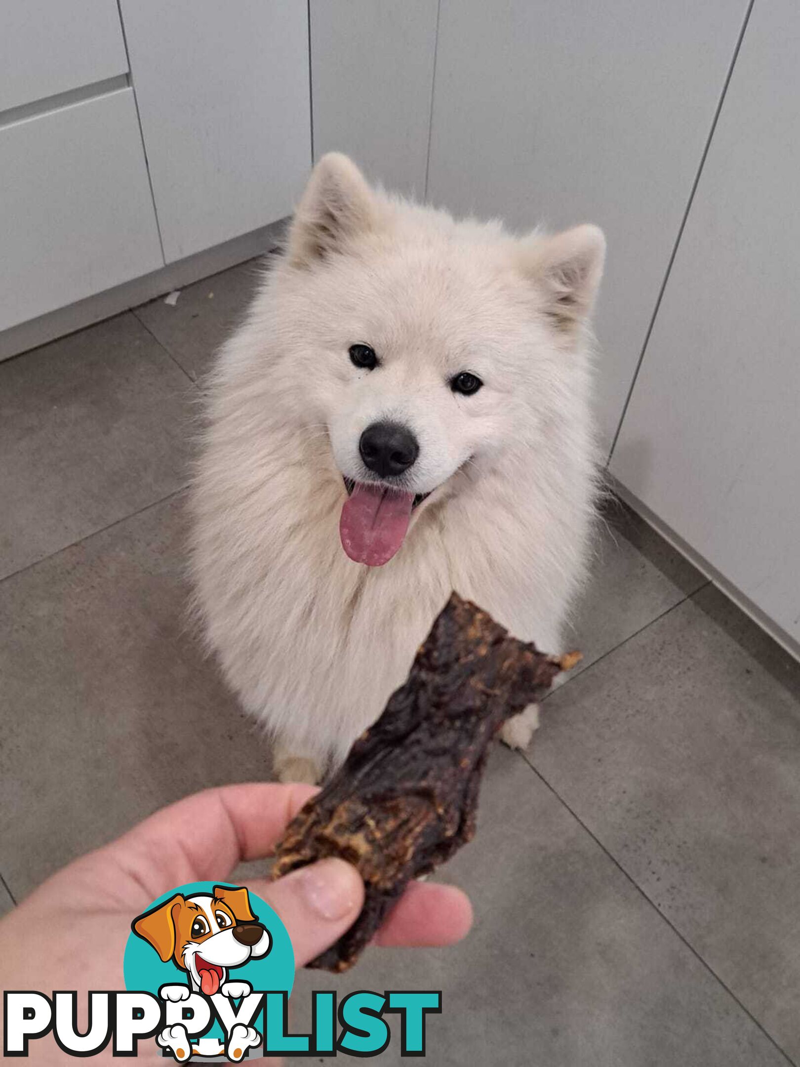 Male Samoyed