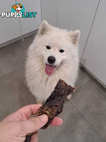 Male Samoyed