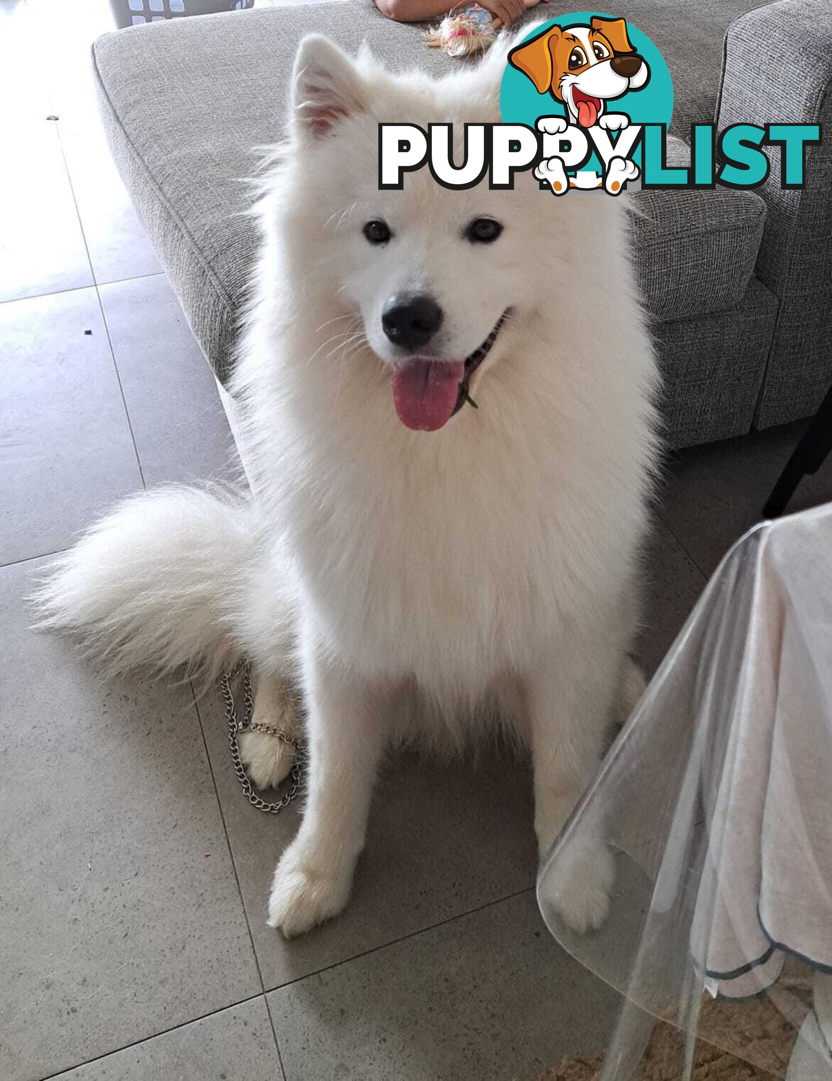 Male Samoyed