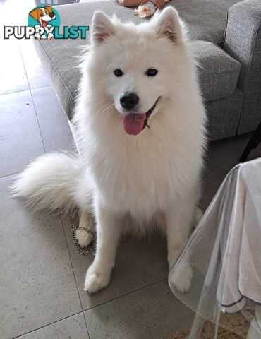 Male Samoyed