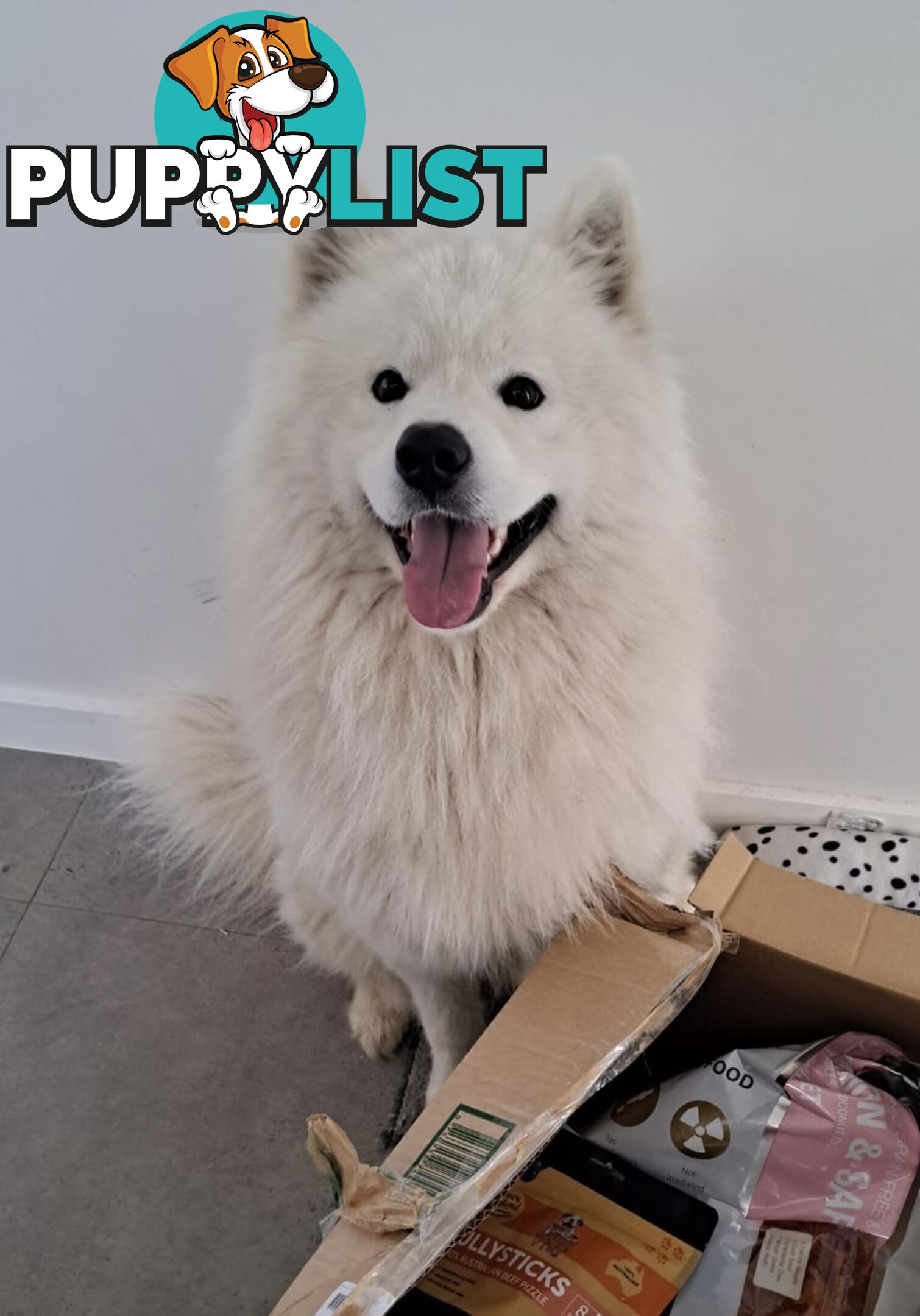 Male Samoyed