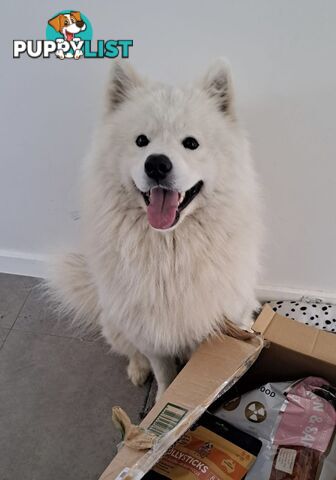 Male Samoyed