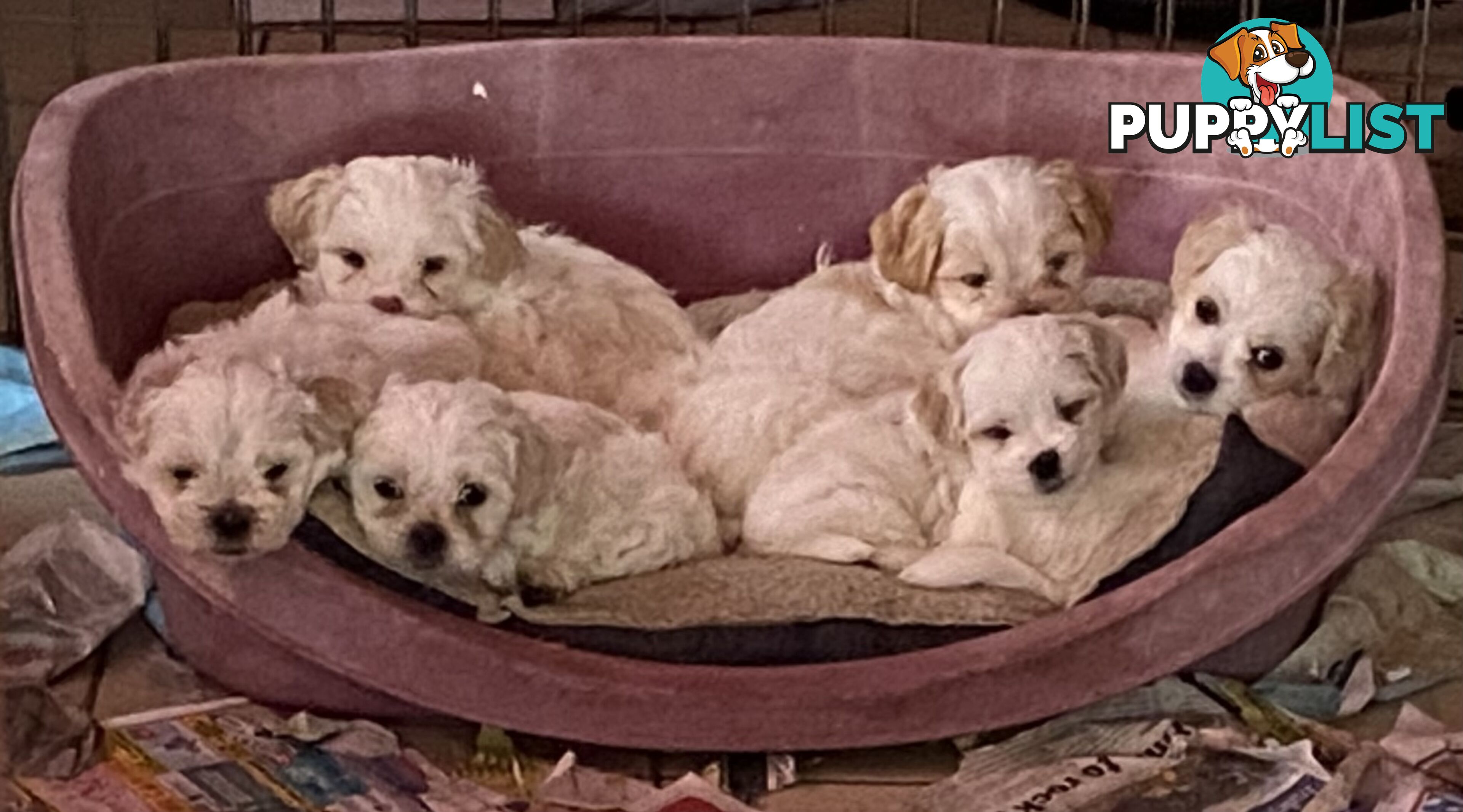 King Charles Cavalier x shih-tzu pups