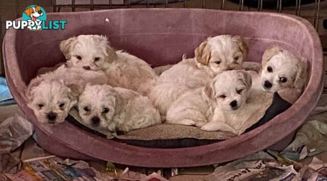 King Charles Cavalier x shih-tzu pups