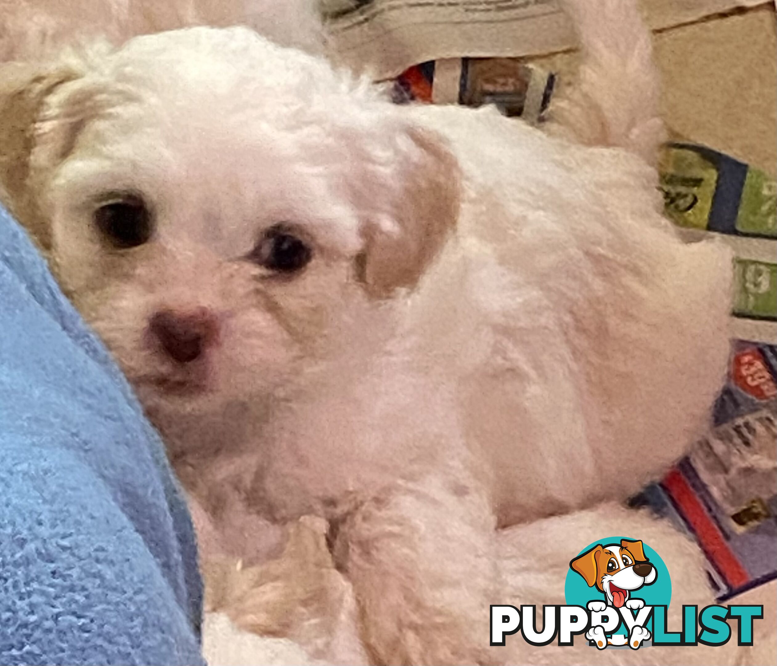 King Charles Cavalier x shih-tzu pups
