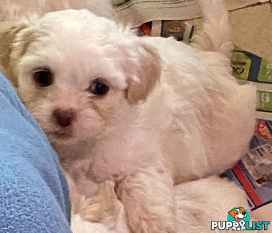 King Charles Cavalier x shih-tzu pups