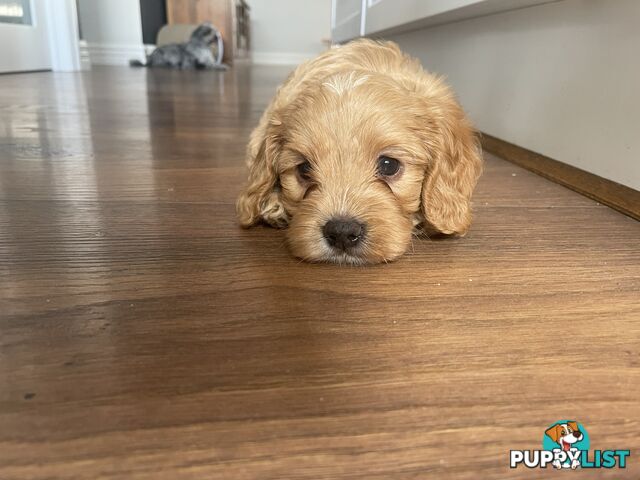 Beautiful Cavoodle F1 Puppies