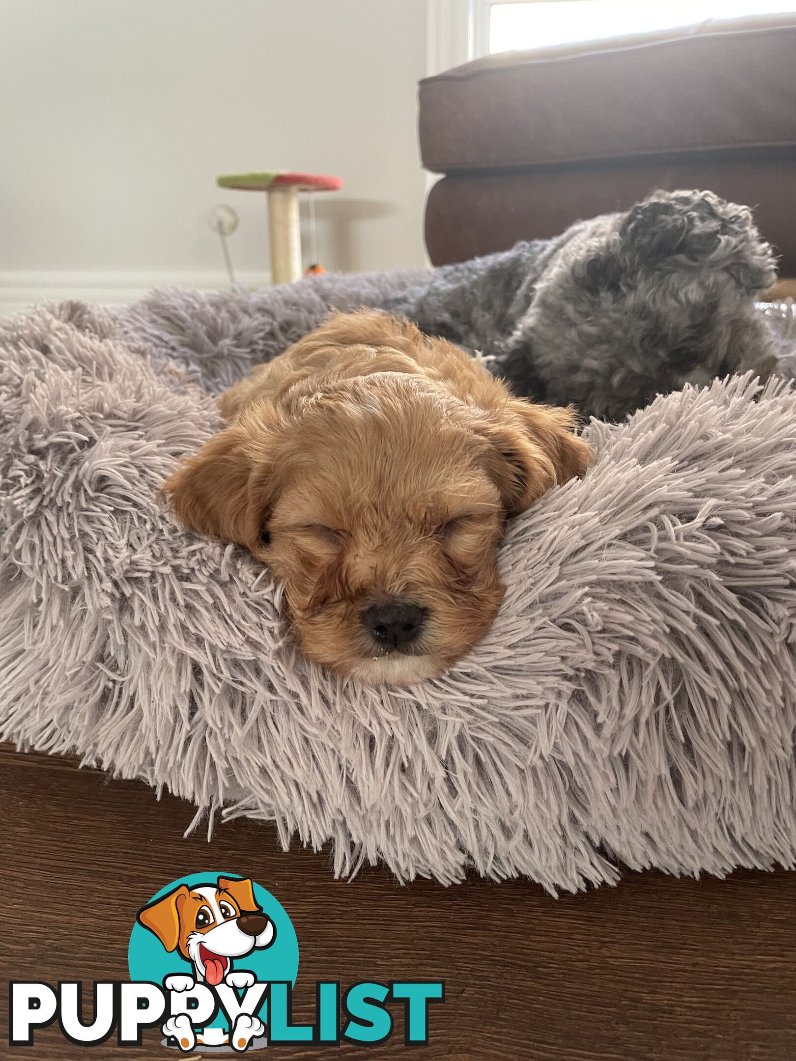 Beautiful Cavoodle F1 Puppies