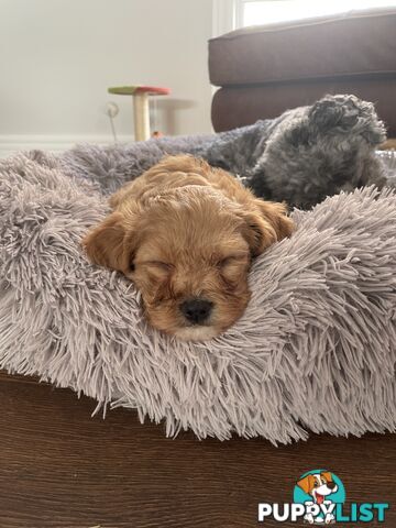 Beautiful Cavoodle F1 Puppies