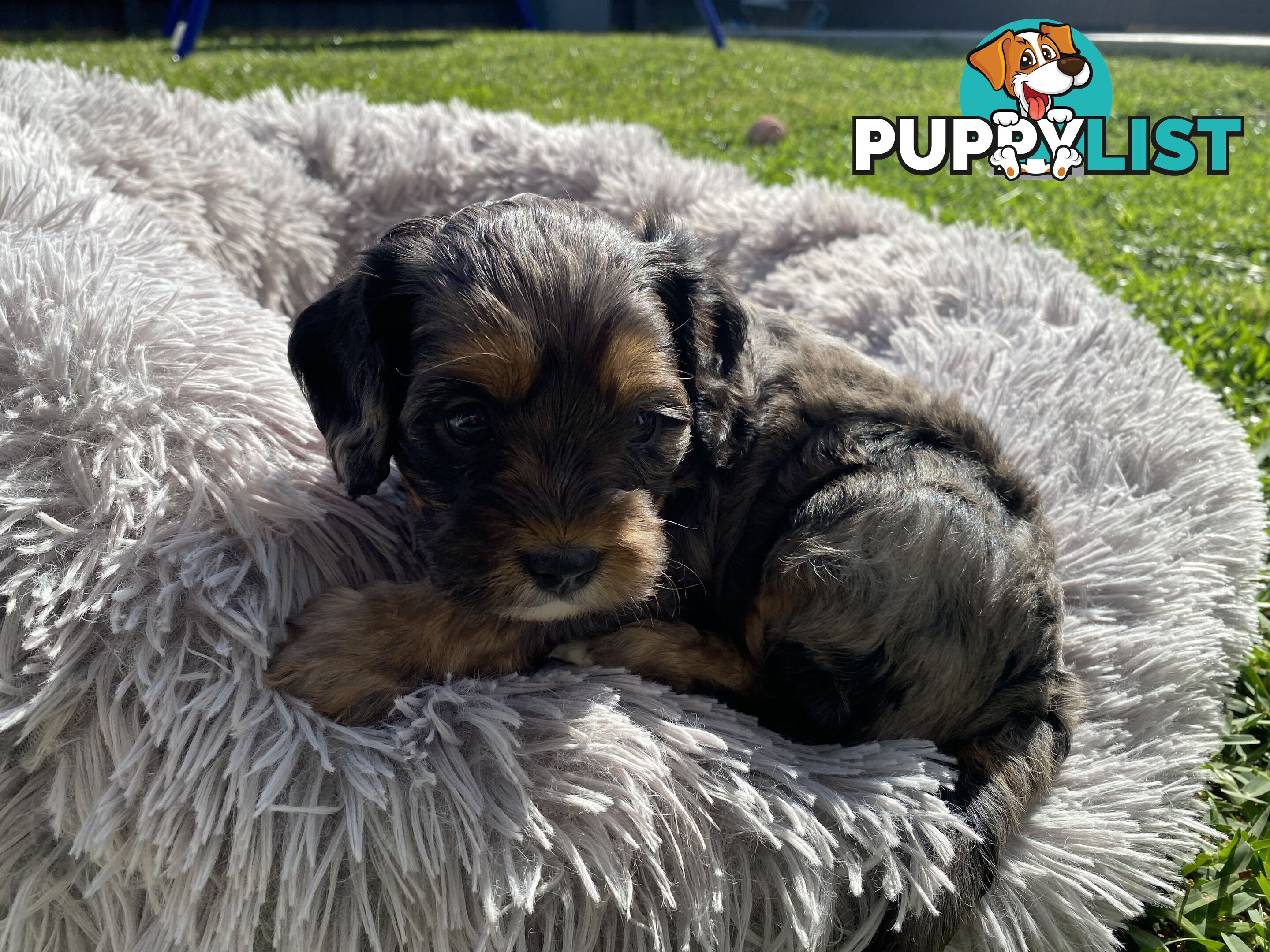 Beautiful Cavoodle F1 Puppies