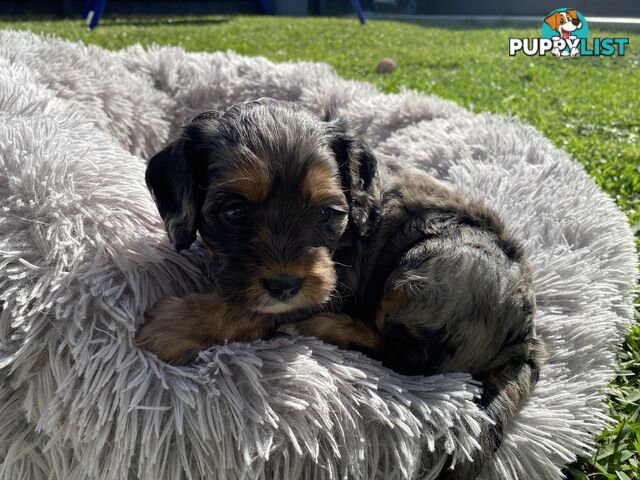 Beautiful Cavoodle F1 Puppies 1 boy left