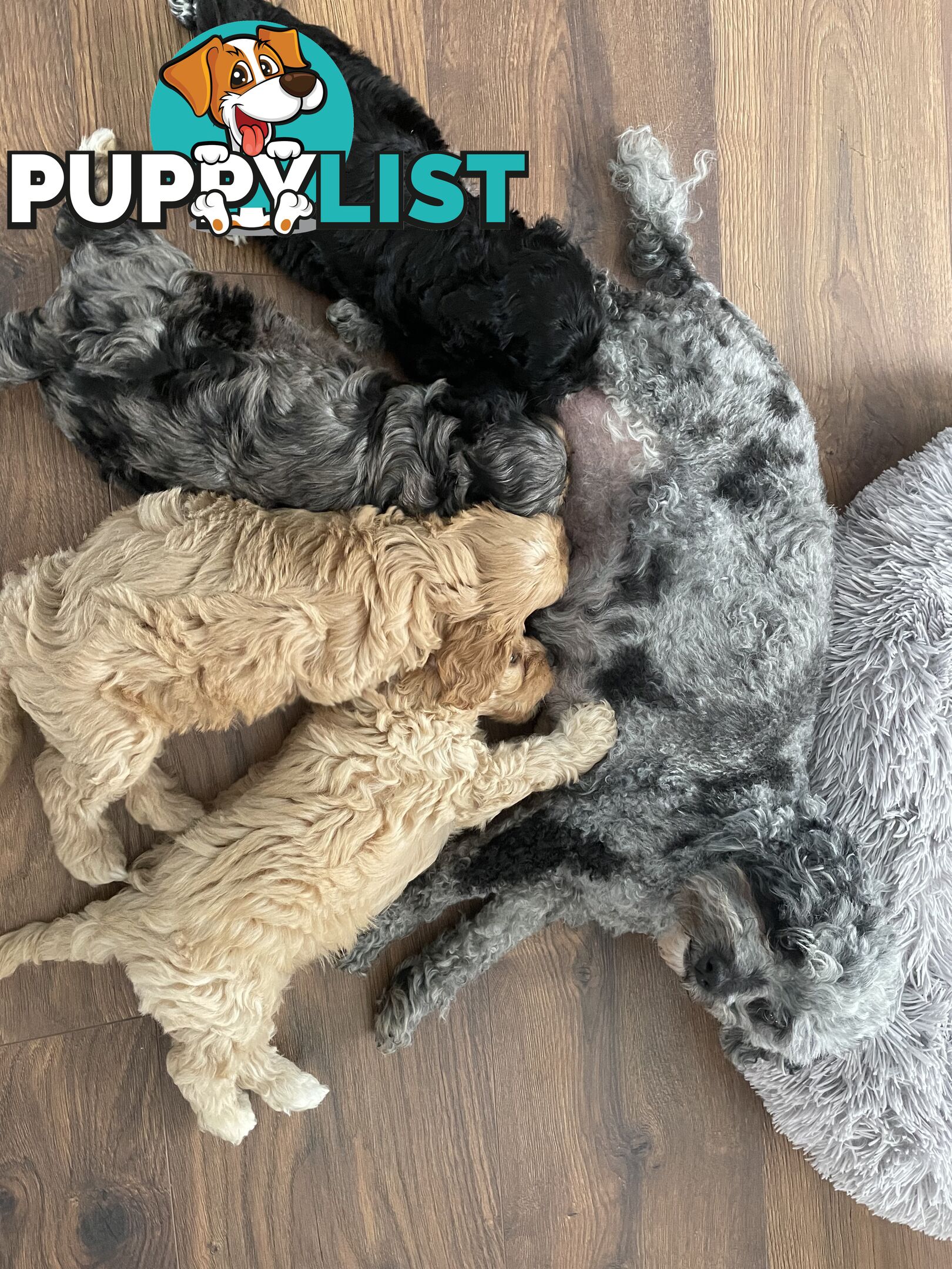 Beautiful Cavoodle F1 Puppies 1 boy left