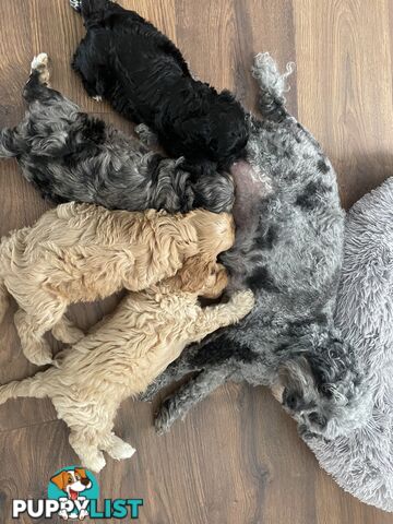 Beautiful Cavoodle F1 Puppies 1 boy left