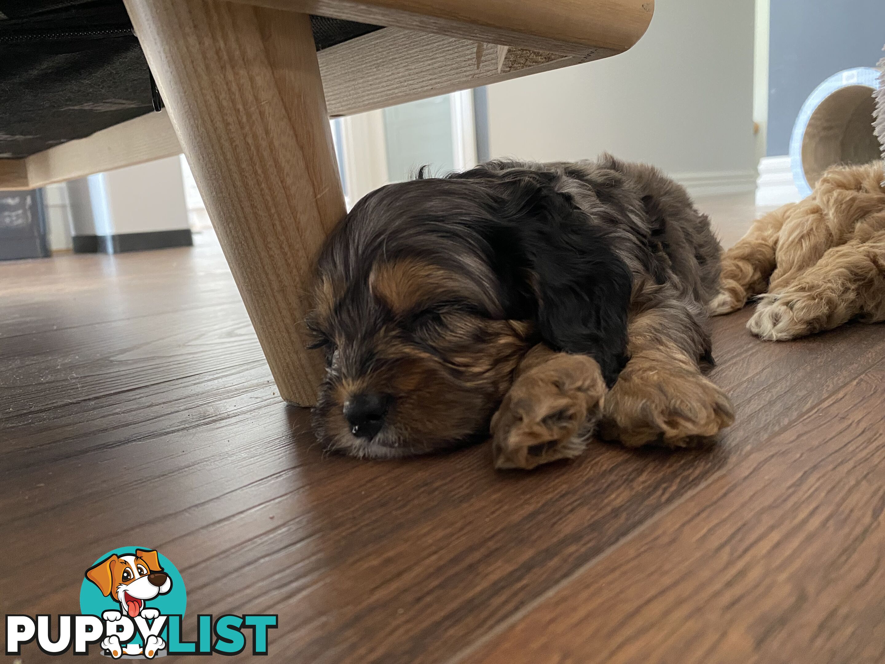 Beautiful Cavoodle F1 Puppies 1 boy left