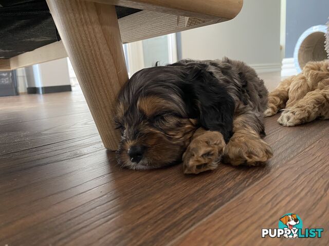 Beautiful Cavoodle F1 Puppies